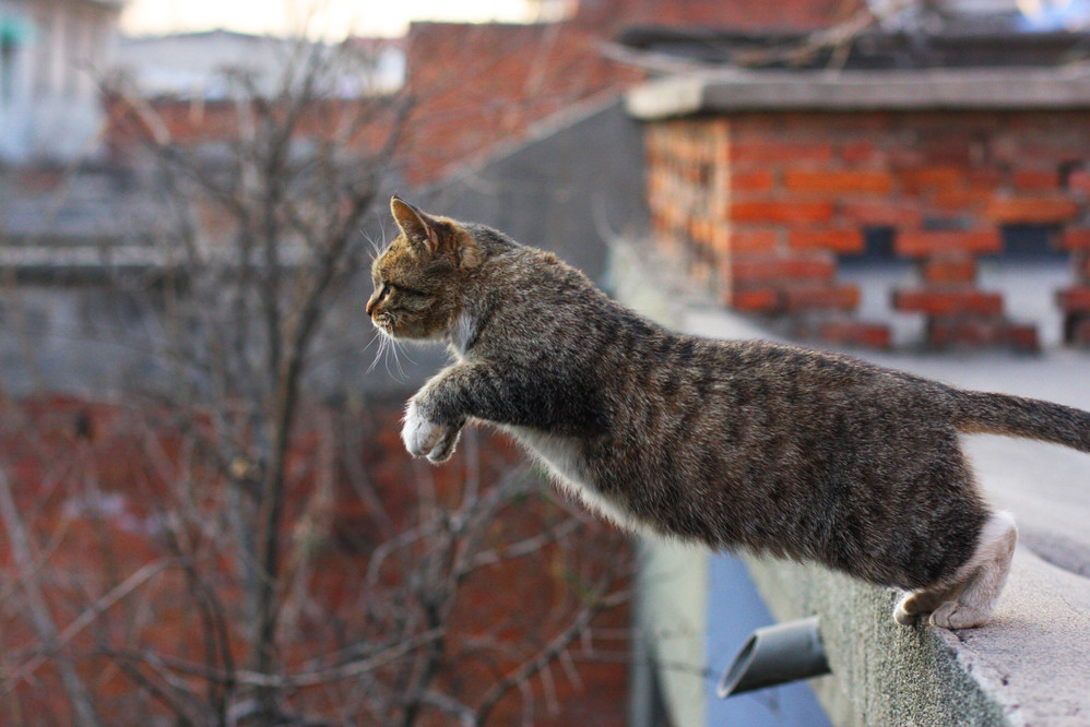 长城脚下的闪电猫，神秘而独特的文化符号