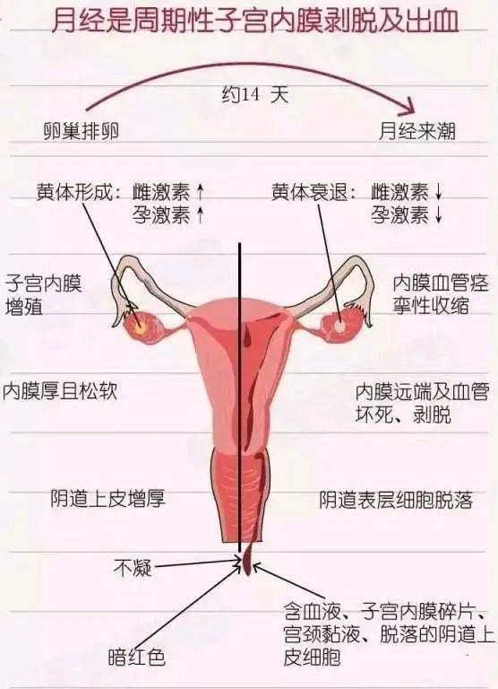 两个月来月经的奥秘与解析