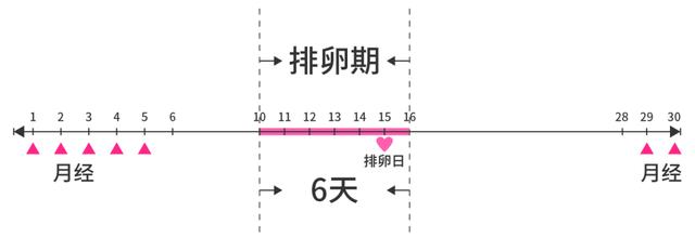 一个月真的会排卵两次吗？