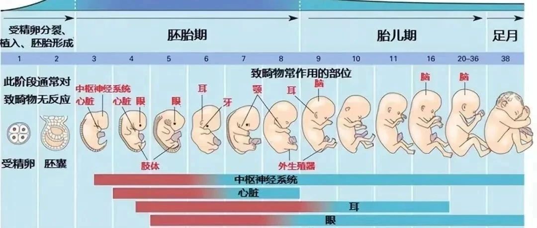 胎儿发育，几个月移至腹腔？