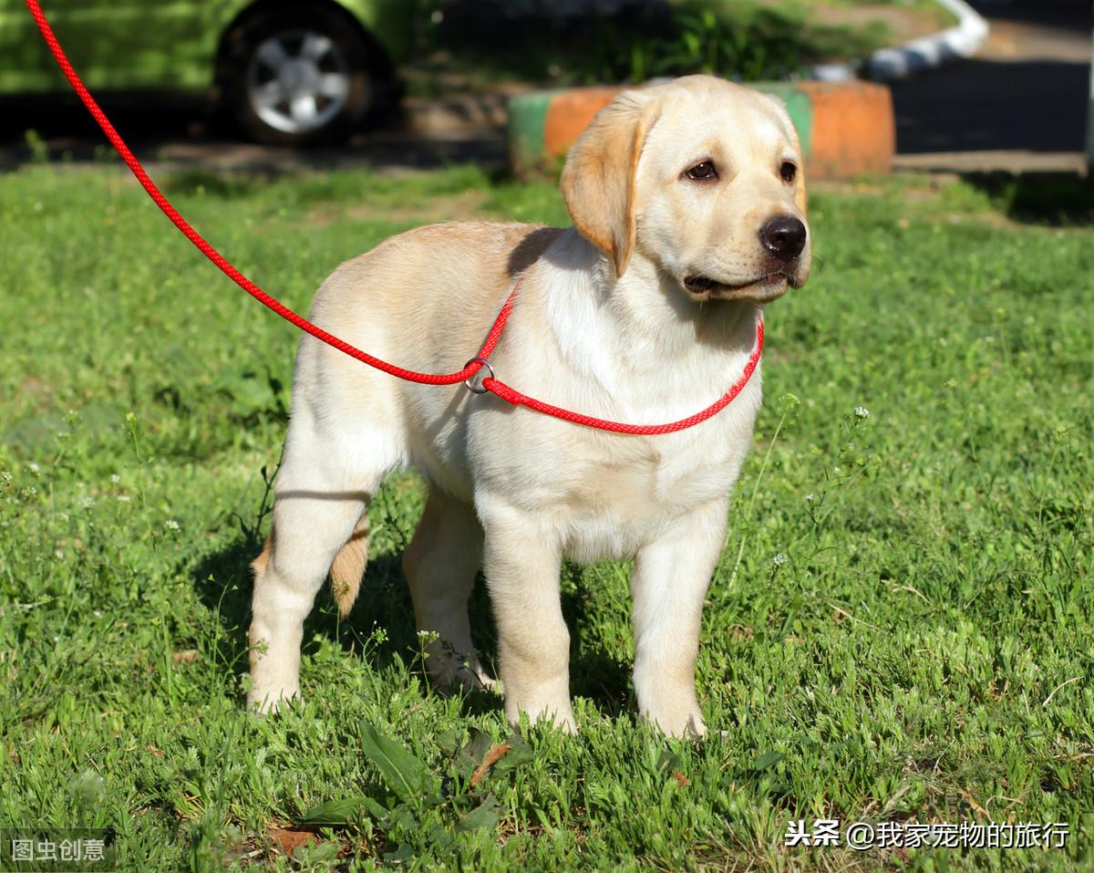 拉布拉多犬发情周期与注意事项