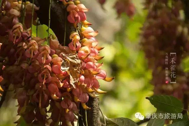 广东省禾雀花的魅力与传奇