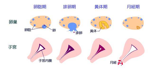 面对两个月未至的大姨妈——女性健康与生理周期的探讨