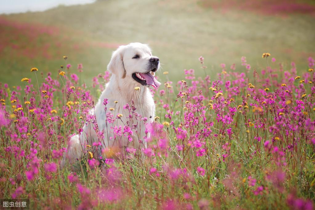 四个月的金毛犬，成长中的小精灵