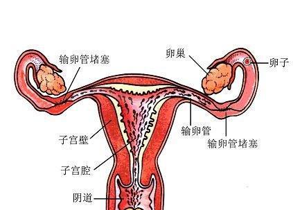 五个月未至的月经，女性健康的一次深度探索