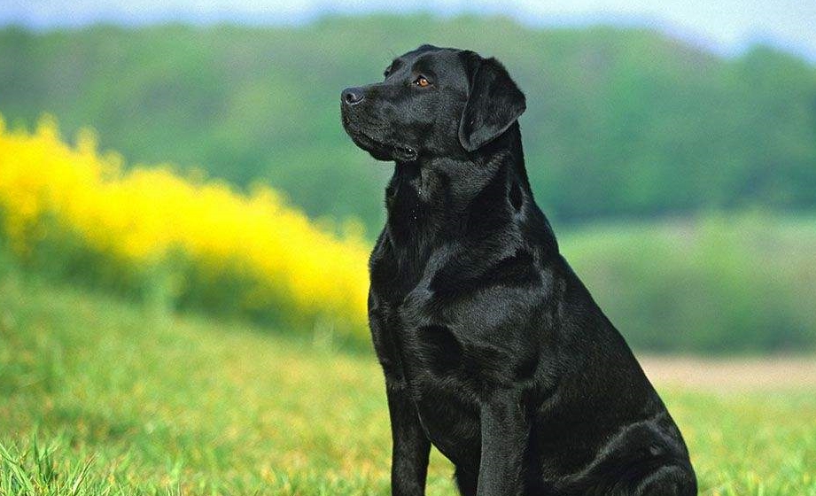 拉布拉多犬成长记，十个月大的魅力瞬间