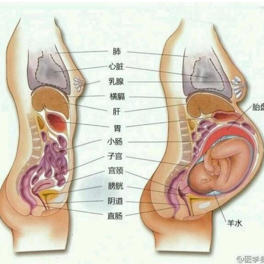 五个月宝宝在肚子什么位置