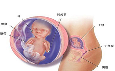 孕5个月胎位的重要性与关注要点