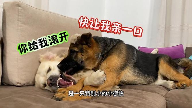 七个月大的德国牧羊犬的身高与体重发育情况