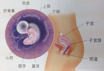 二个月孕囊图片，探索早期胚胎发育的奥秘