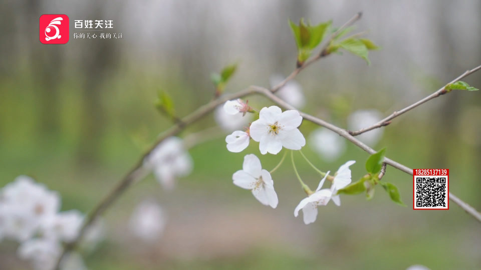 春天，绽放的月份