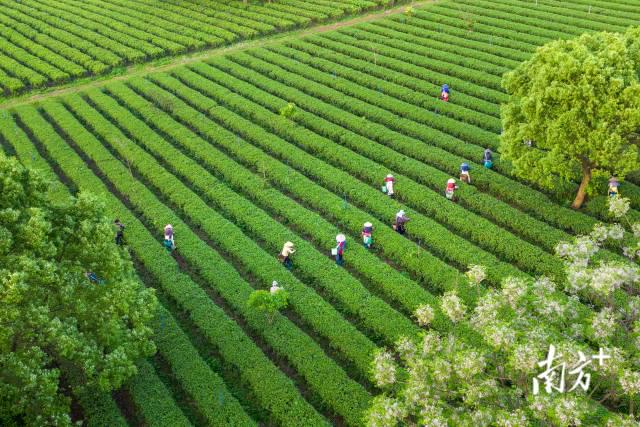 广东省今年绿茶名次揭晓