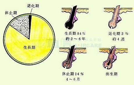 揭秘正常头发一个月的生长速度