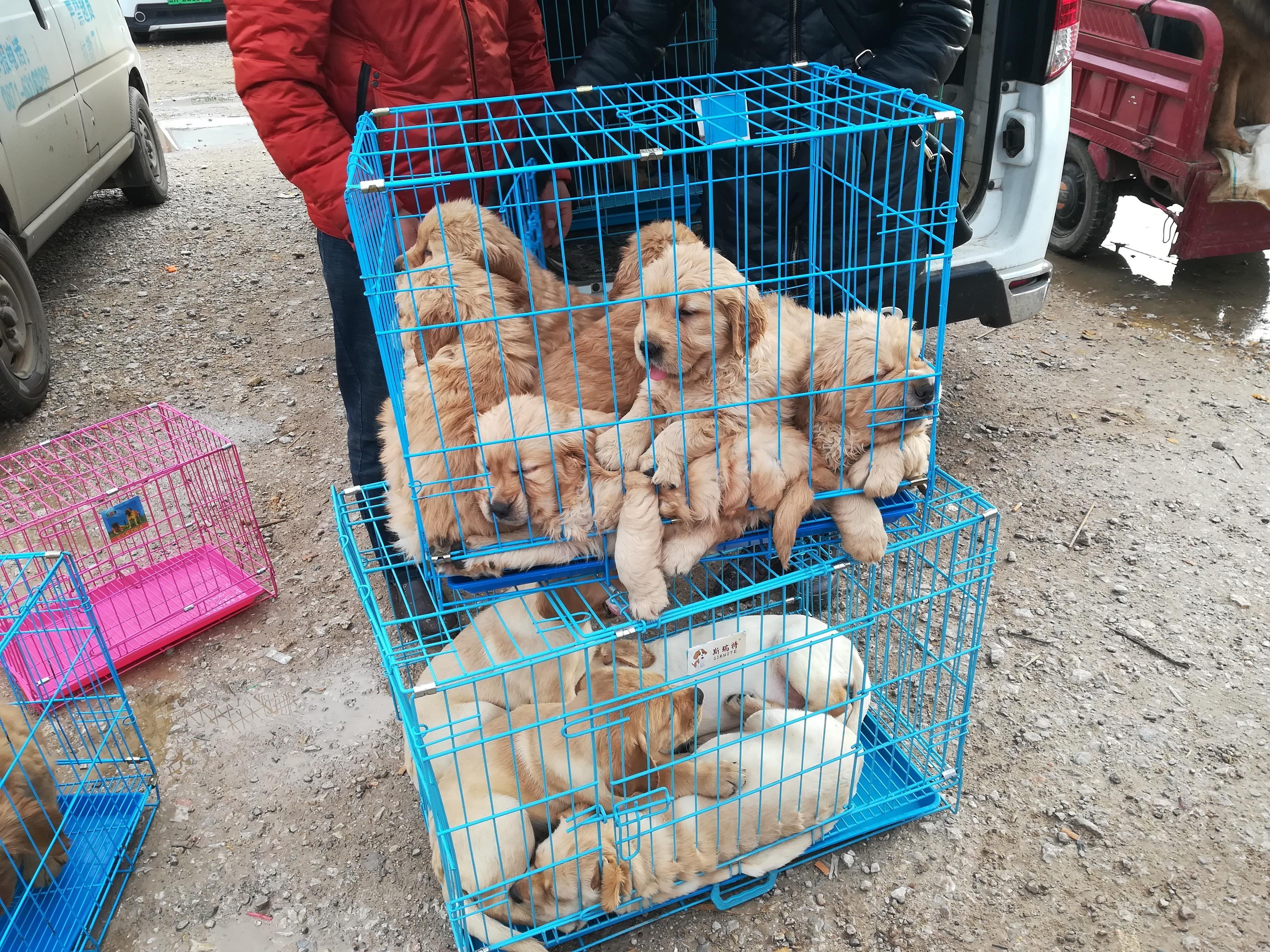 拉布拉多幼犬，两个月成长记