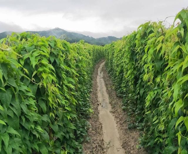 广东省山药种植面积的拓展与农业发展