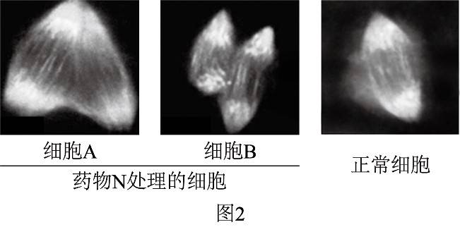 避孕药与月经周期的微妙关系，一个月两次月经现象解析