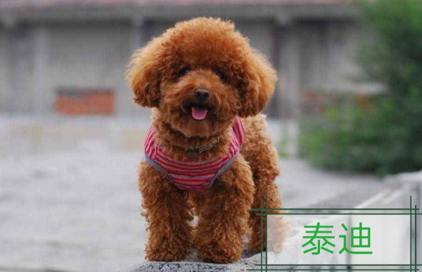 六个月泰迪犬的标准体重解析