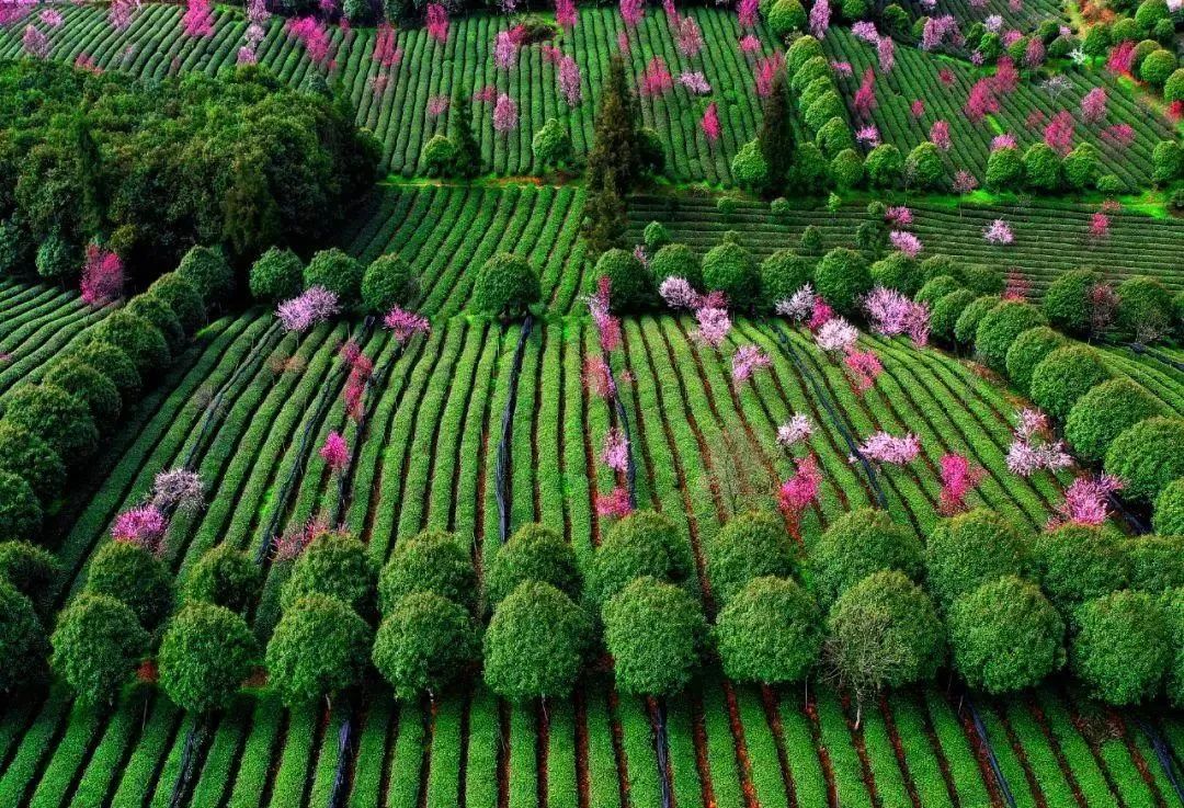 广东飘绿植物有限公司，绿色生态的领航者