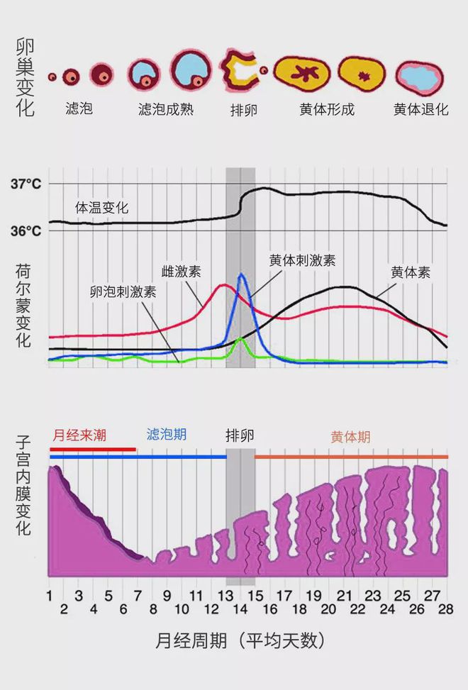 女性生理周期，深入解析女人一个月几天排卵期