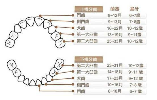 10个月宝宝牙齿发育，正常牙数解析