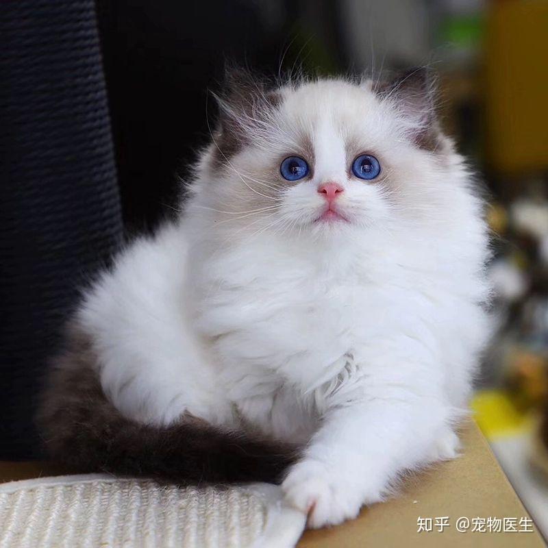 三个月大的小猫能否洗澡？