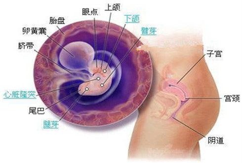 孕2个月胎儿图，探索生命的奇迹