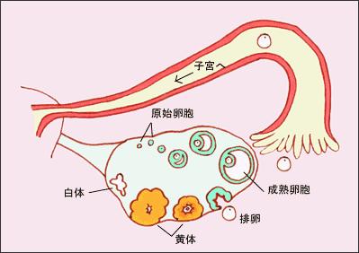 揭秘女性排卵，一个月只排一个卵子吗？