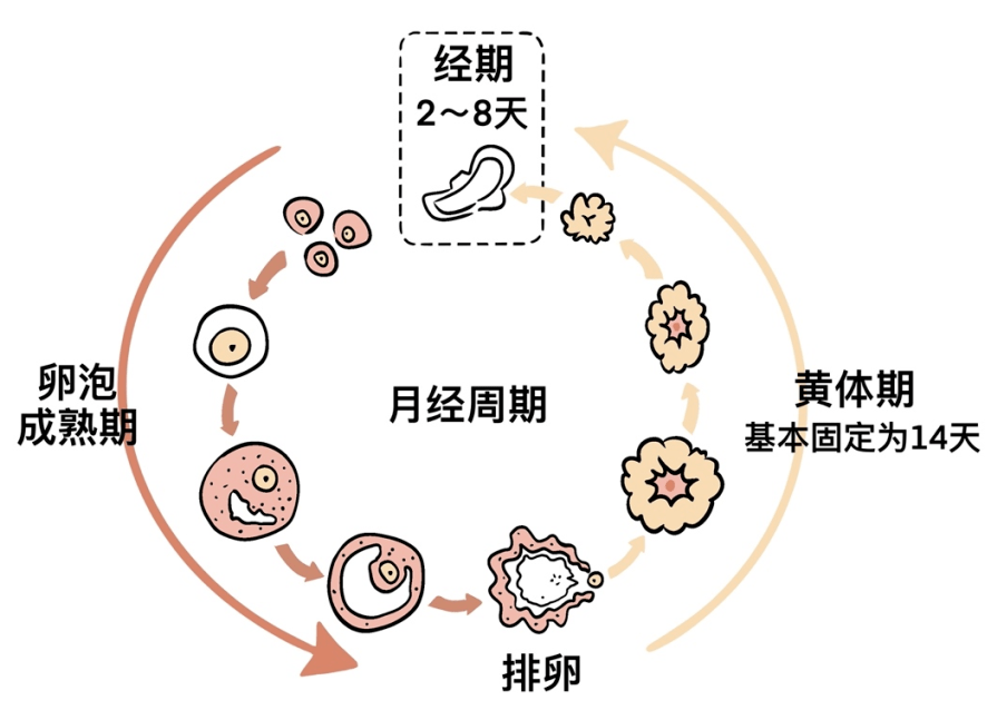 探究本月未排卵的原因