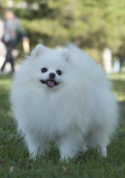 三个月大的博美犬图片与成长故事