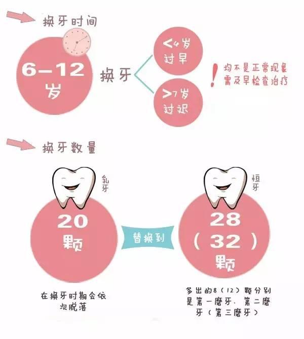 20个月牙齿之旅，从乳牙到恒牙的成长历程