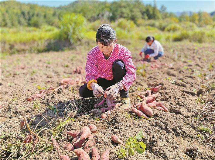 7个月宝宝能否品尝地瓜的探索