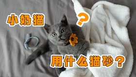 蓝猫成长记，几个月后的大猫时代