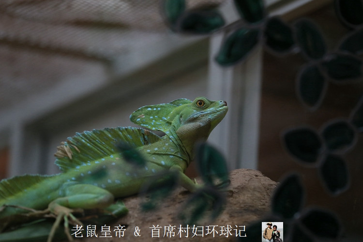 广东省变色龙，神秘生物的探索与发现